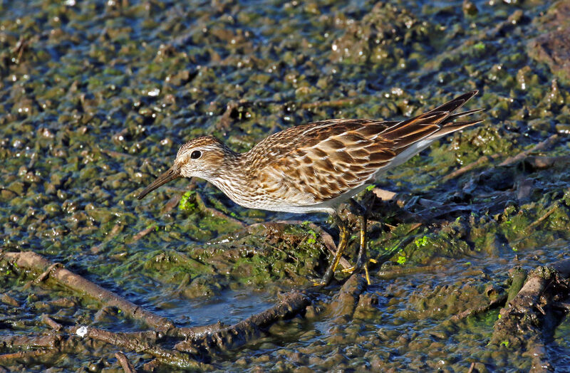 Pectoral Sandpiperadult post breeding