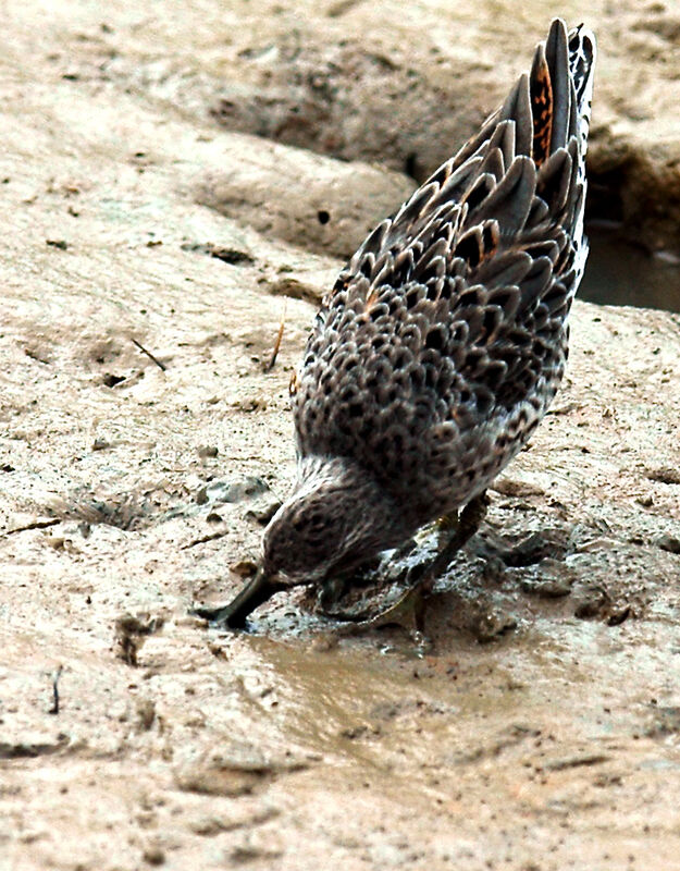 Short-billed Dowitcher