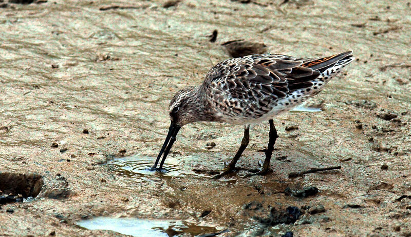 Short-billed Dowitcher