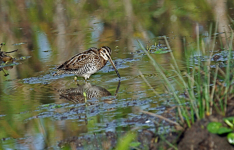 Magellanic Snipe, identification