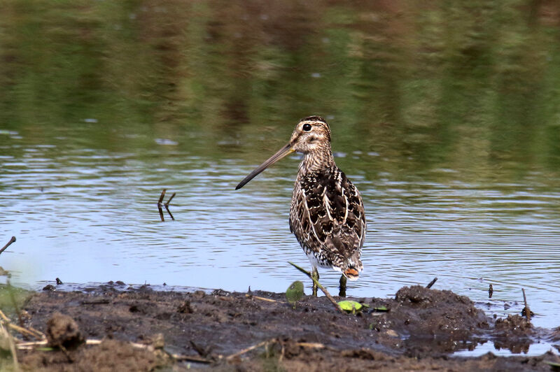 Magellanic Snipe