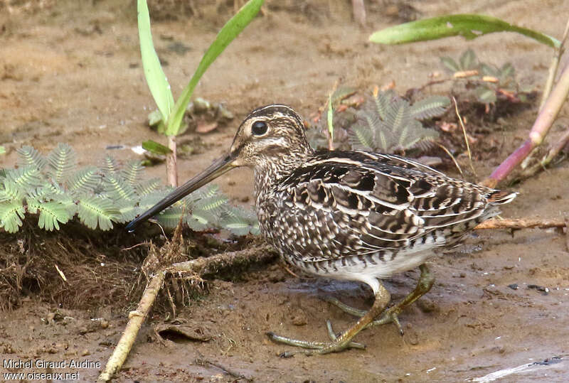 Magellanic Snipeadult, identification