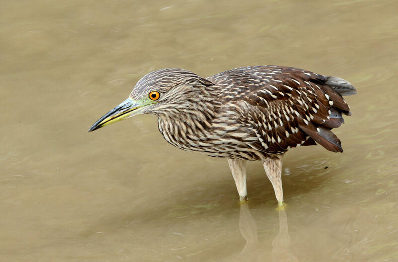 Black-crowned Night Heronjuvenile