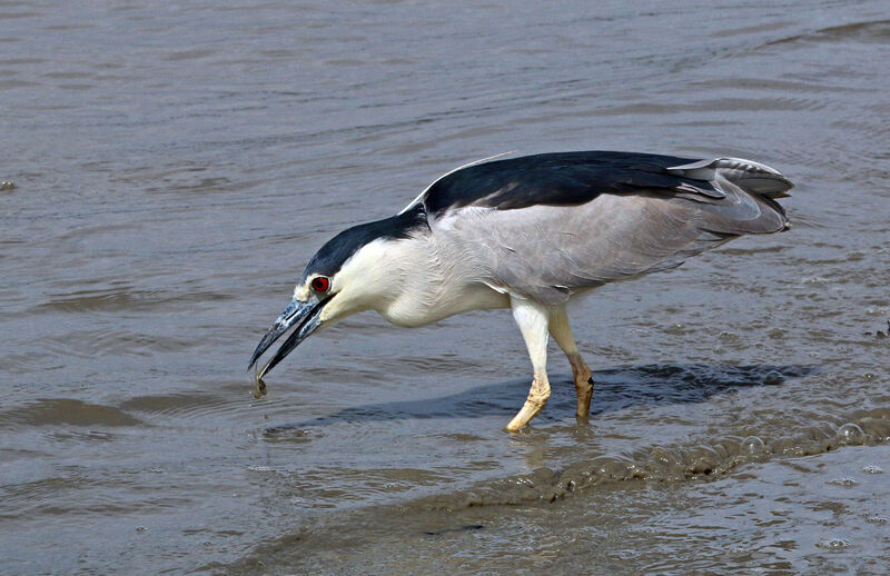 Black-crowned Night Heronadult, eats