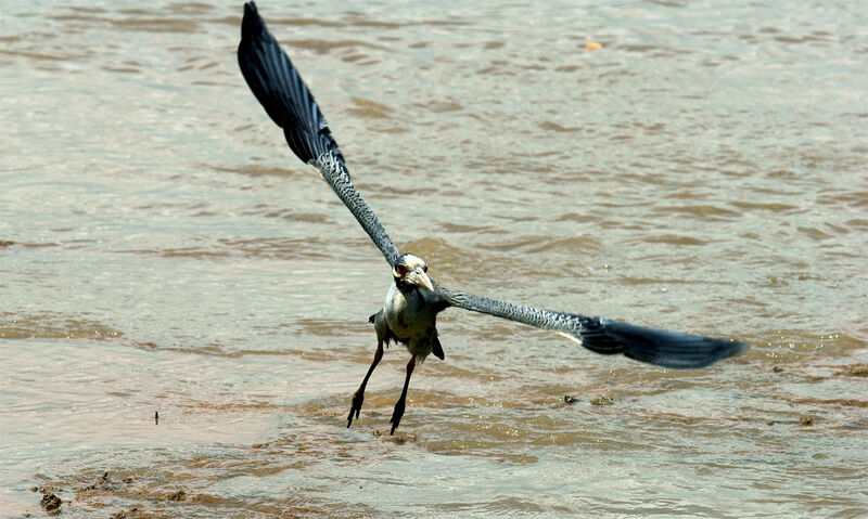 Yellow-crowned Night Heron