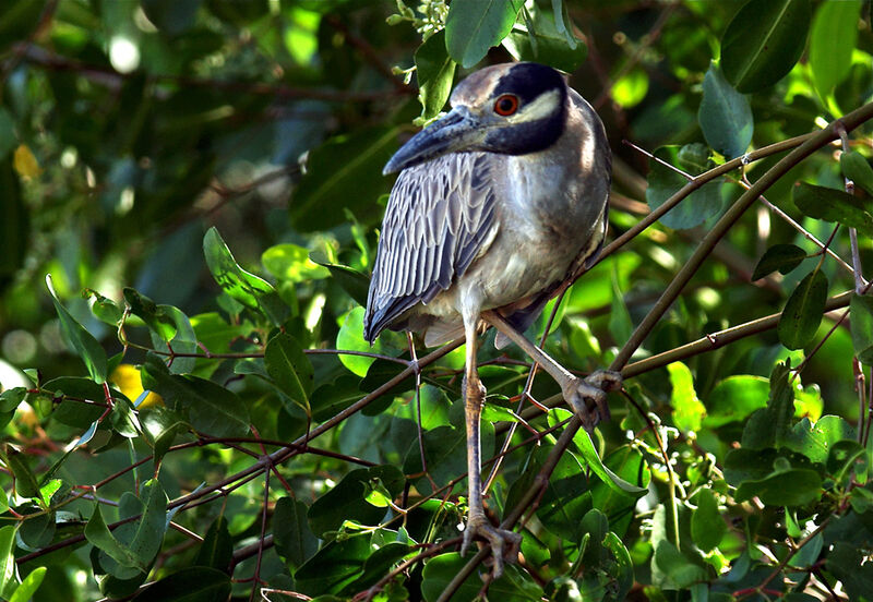 Yellow-crowned Night Heron, identification