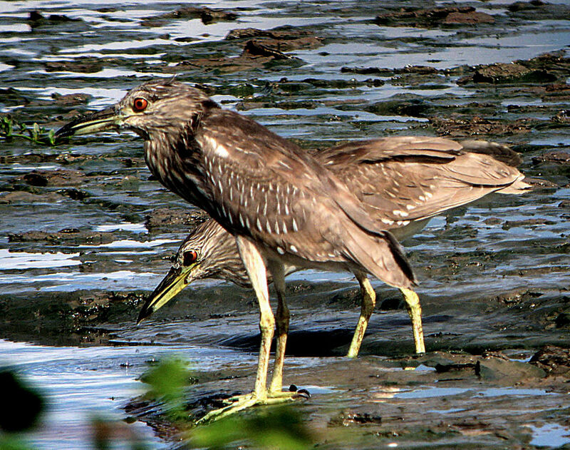 Yellow-crowned Night Heron