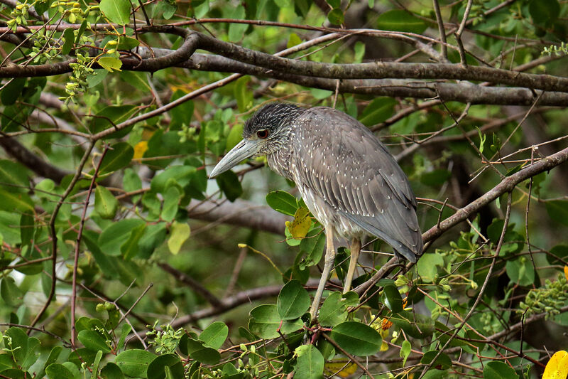 Yellow-crowned Night Heronjuvenile