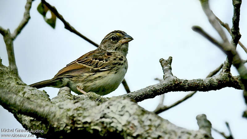 Grassland Sparrowjuvenile, identification, pigmentation