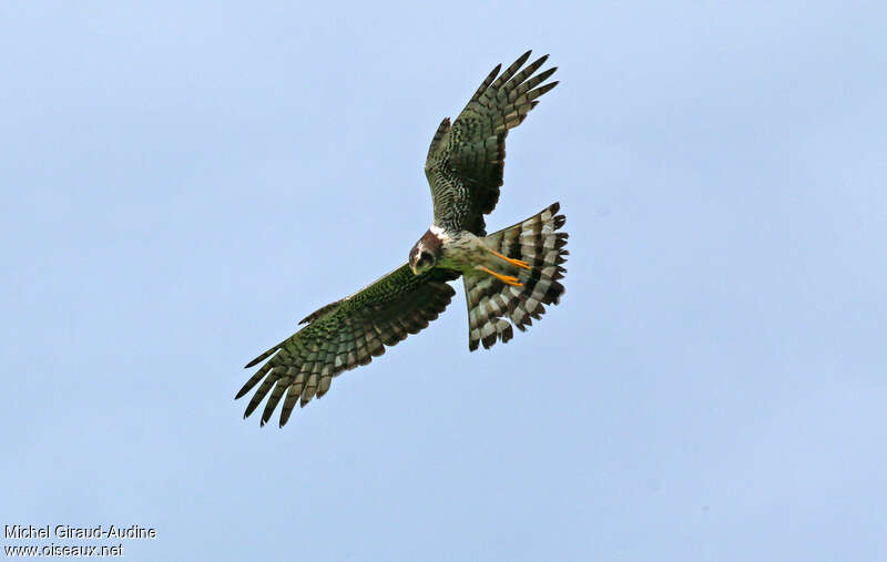 Long-winged Harrier female adult, Flight