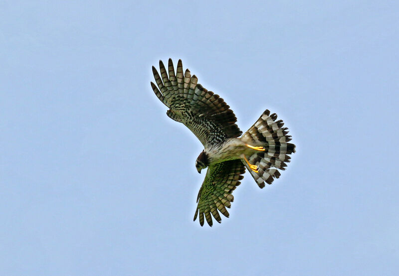 Long-winged Harrier, Flight