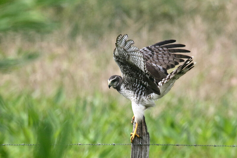 Long-winged Harrieradult