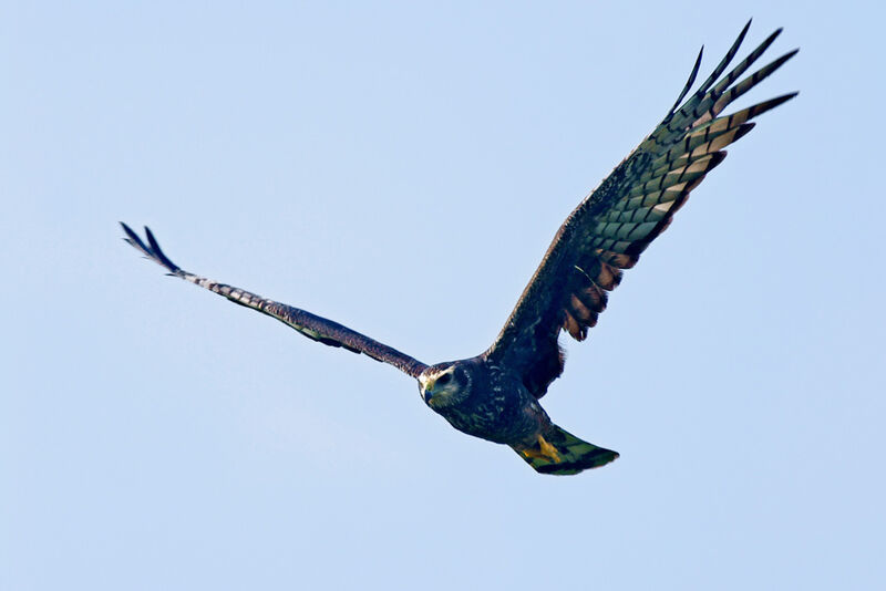 Long-winged Harrierimmature, Flight