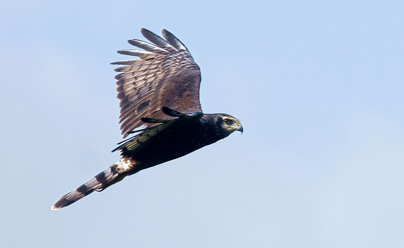 Long-winged Harrierimmature