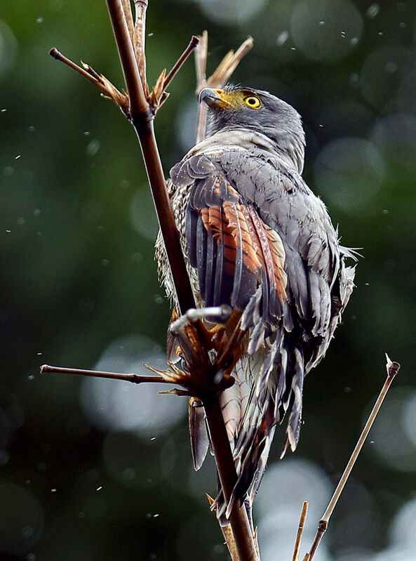 Roadside Hawk