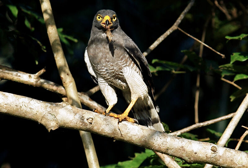 Roadside Hawk, feeding habits