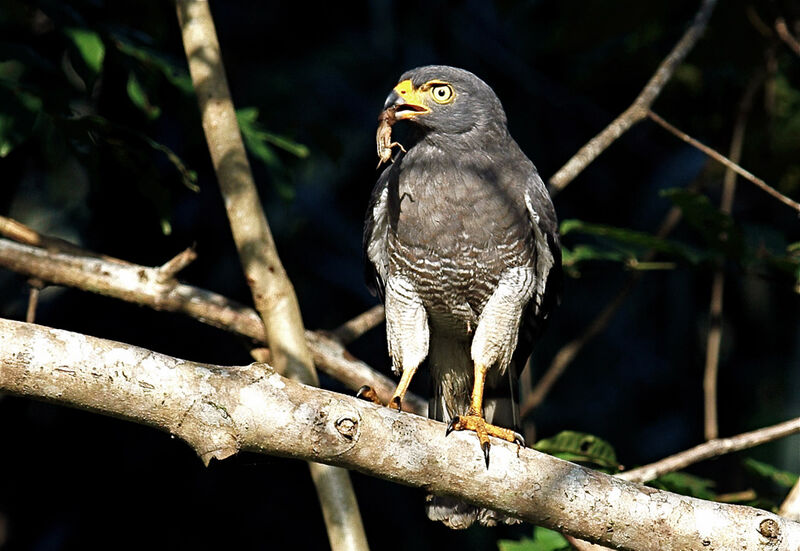 Roadside Hawk, feeding habits