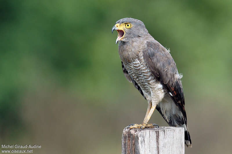 Roadside Hawkadult, Behaviour