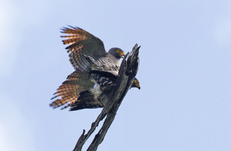 Roadside Hawk , Behaviour