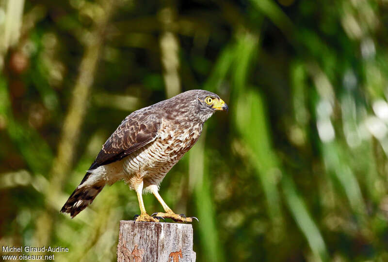 Roadside HawkFirst year, identification