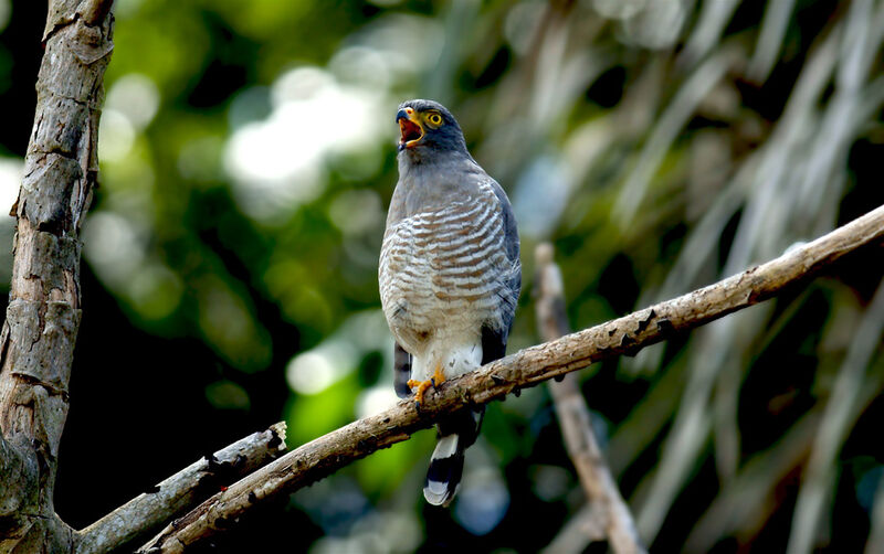 Roadside Hawk