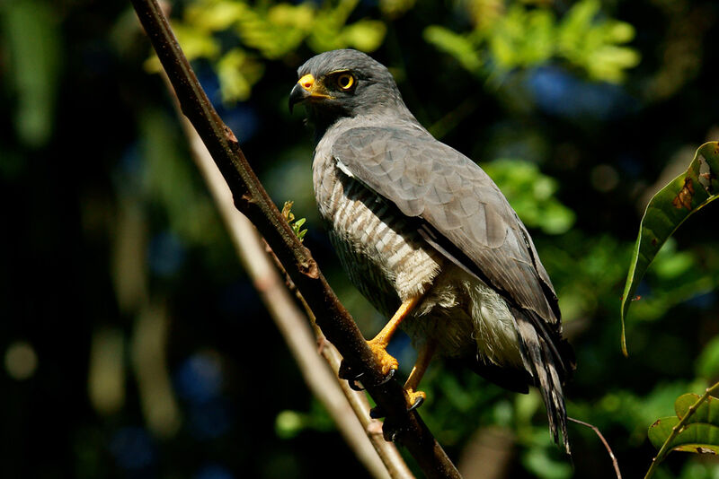 Roadside Hawk, identification