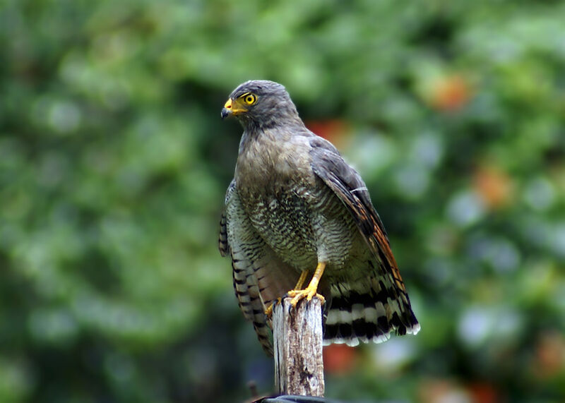 Roadside Hawk