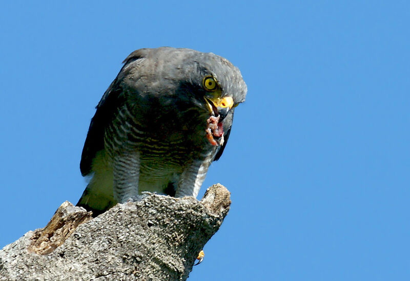 Roadside Hawk, identification