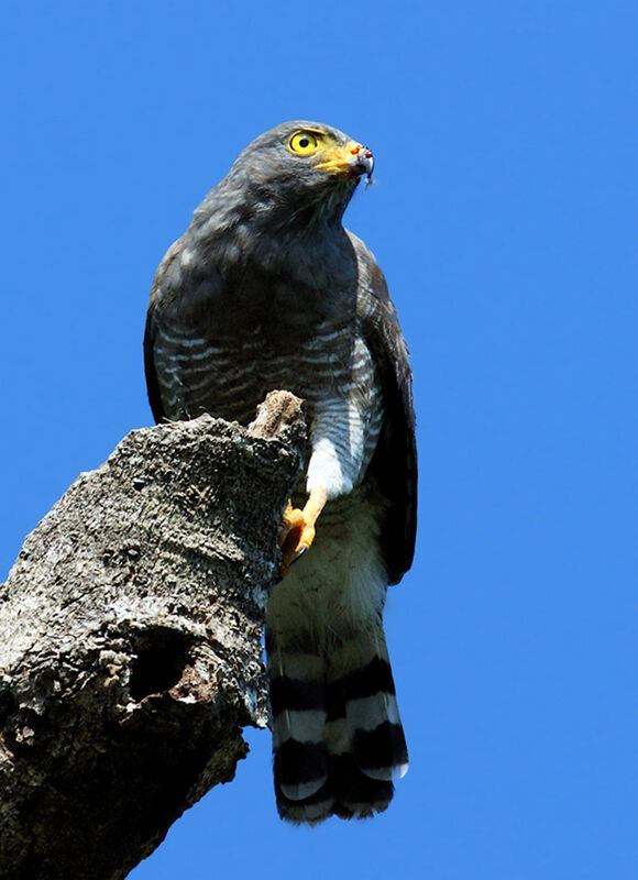 Roadside Hawk, identification