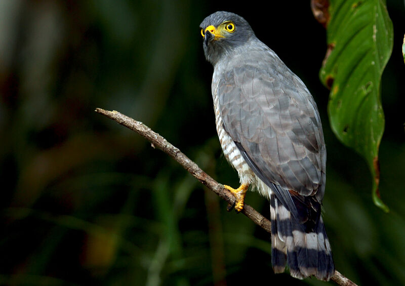 Roadside Hawkadult, identification