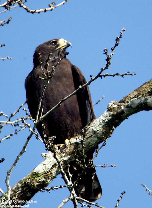 Zone-tailed Hawkadult, identification