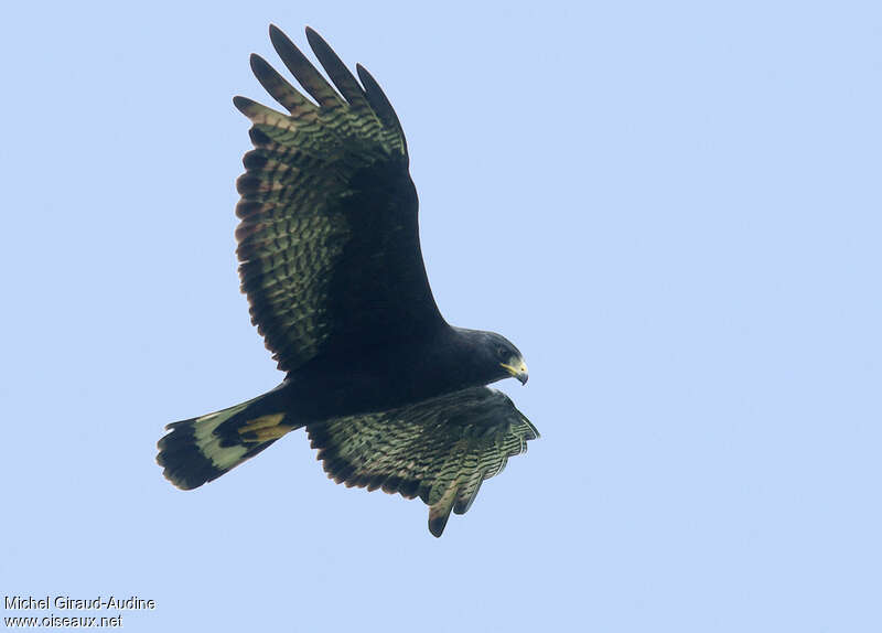 Zone-tailed Hawkadult, Flight