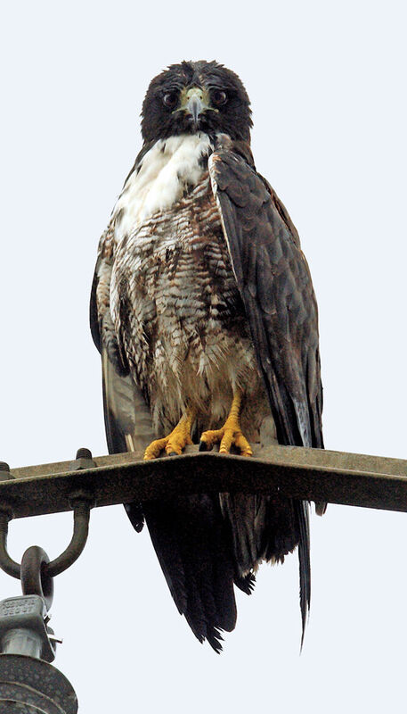 White-tailed Hawk