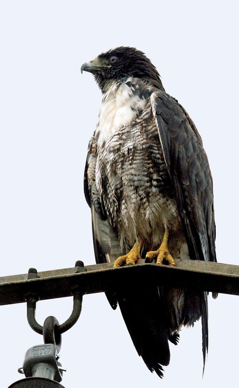 White-tailed Hawk