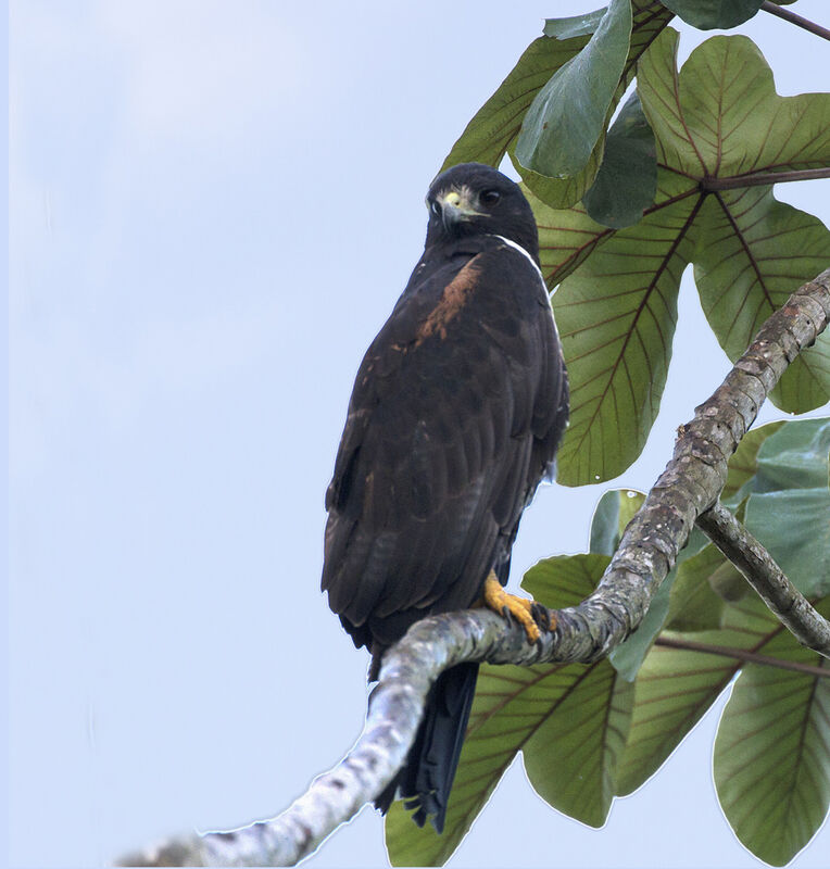 White-tailed Hawk