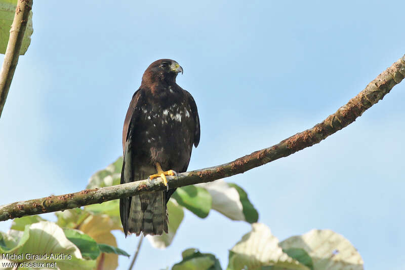 Short-tailed Hawkadult, aspect