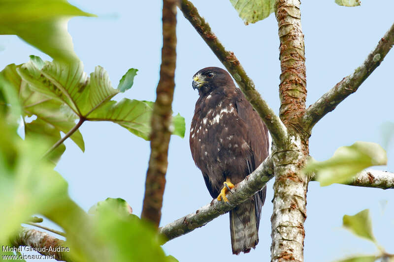 Short-tailed Hawksubadult, identification