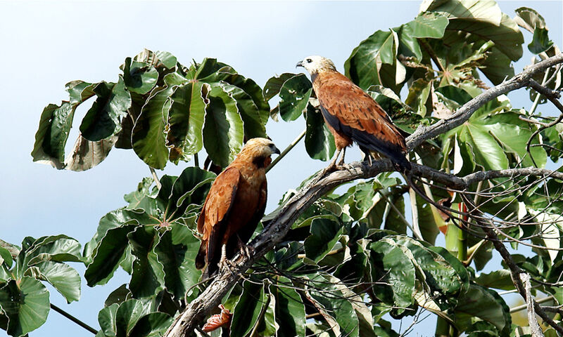 Black-collared Hawk