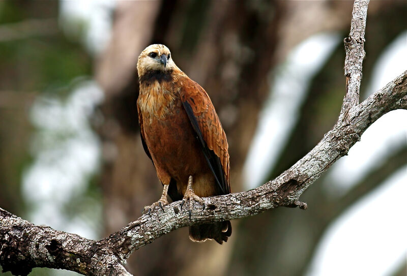 Black-collared Hawkadult