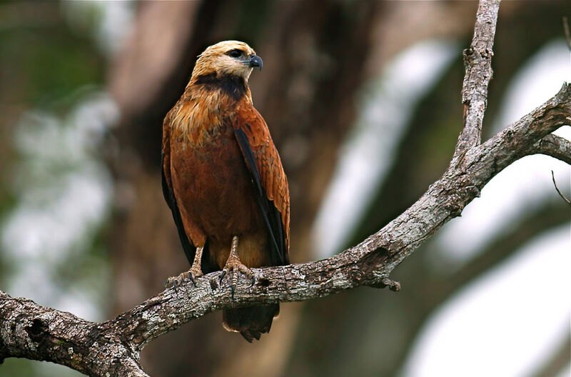 Black-collared Hawkadult