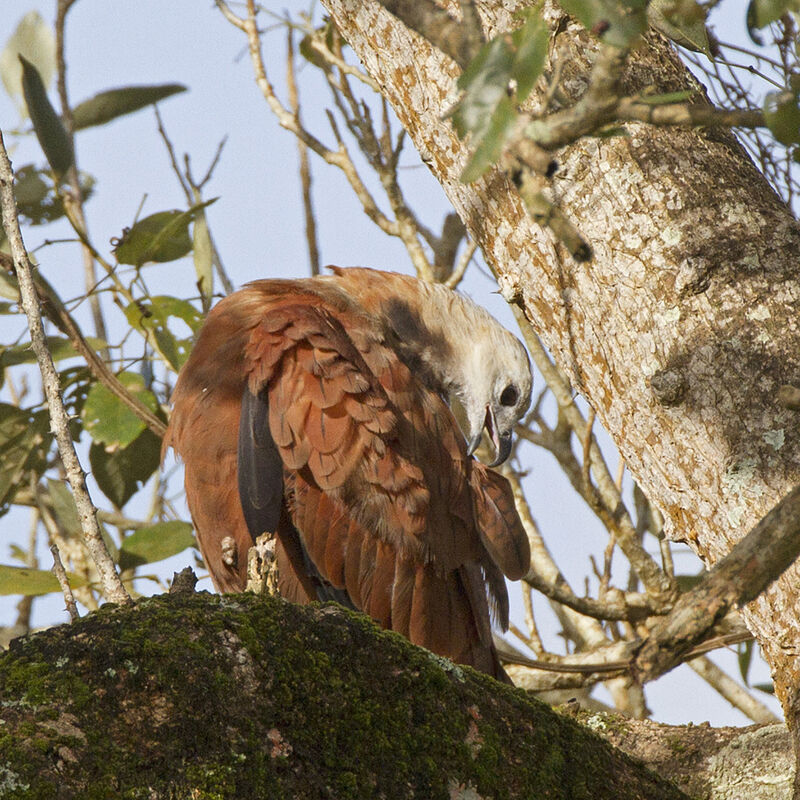 Black-collared Hawk