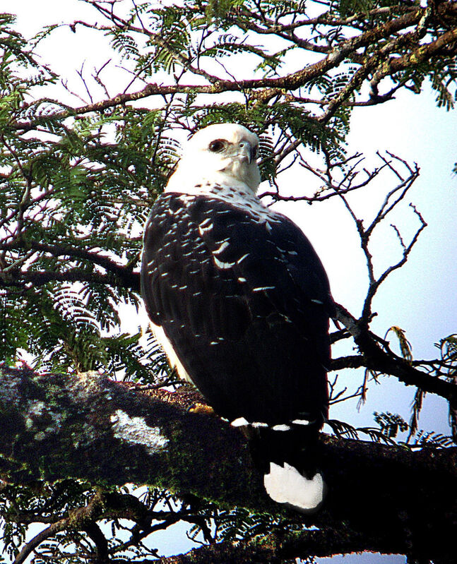 Buse blanche, identification