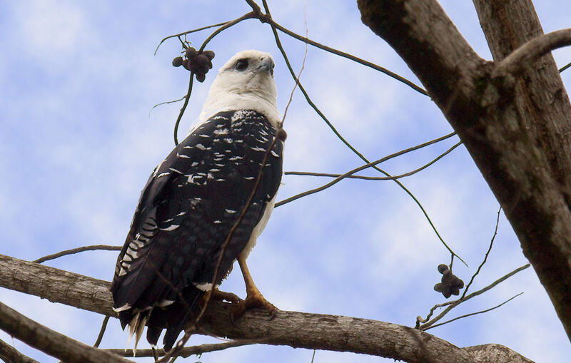 White Hawkadult