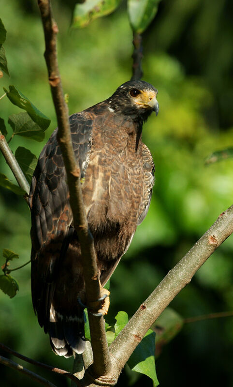 Rufous Crab Hawk