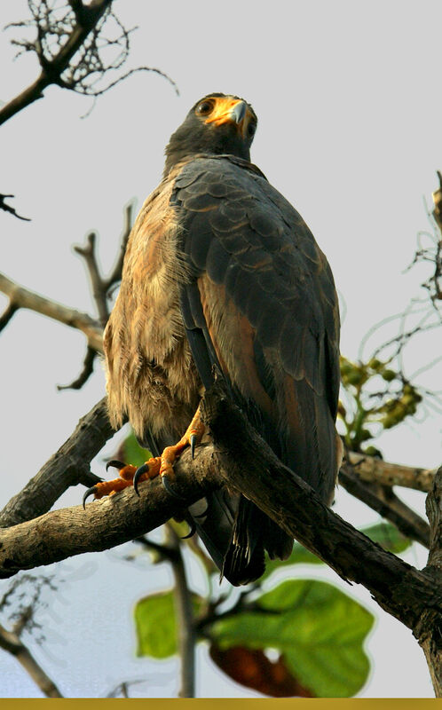 Rufous Crab Hawk