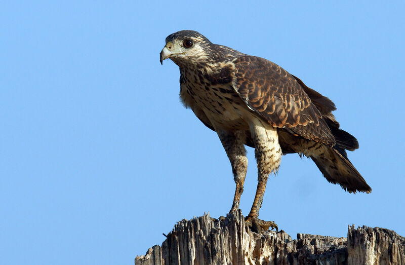 Rufous Crab Hawk, identification