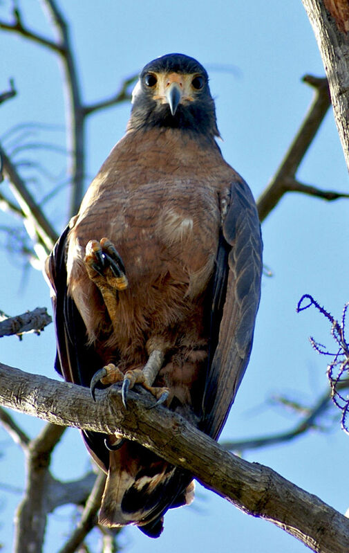 Rufous Crab Hawk, identification