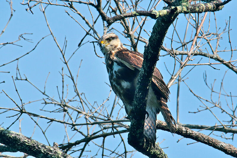 Grey-lined Hawkjuvenile