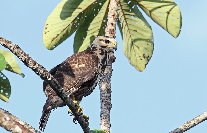 Grey-lined Hawkjuvenile