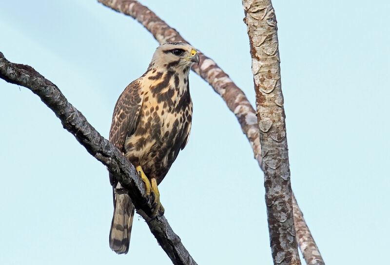 Grey-lined Hawkjuvenile